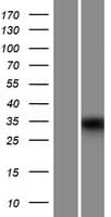 MUC15 Protein (Over-Expression Lysate Myc-DDK (Flag))
