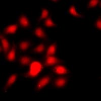HIST3H3 Antibody