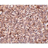 PIGY Antibody