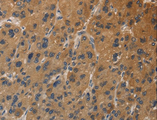 DUSP23 Antibody