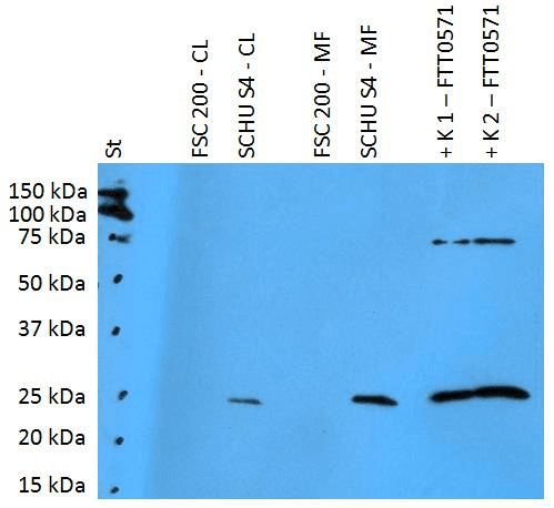Polyclonal Rabbit anti-Francisella tularensis Francisella tularensis FTT0571 Antibody (clone Polyclonal, WB)