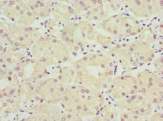 FMO1 Antibody
