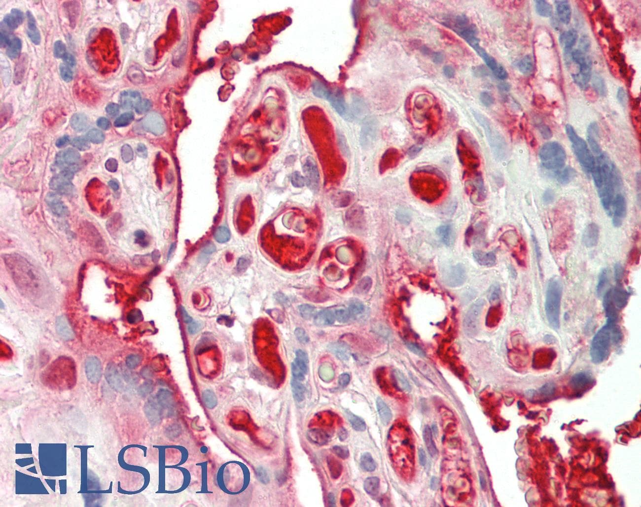 IHC-plus™ Monoclonal Mouse anti-Human SERPINA1 / Alpha 1 Antitrypsin Antibody (clone 1C2, IHC, IF, WB)