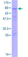 Human IL17RC Protein (Recombinant GST)