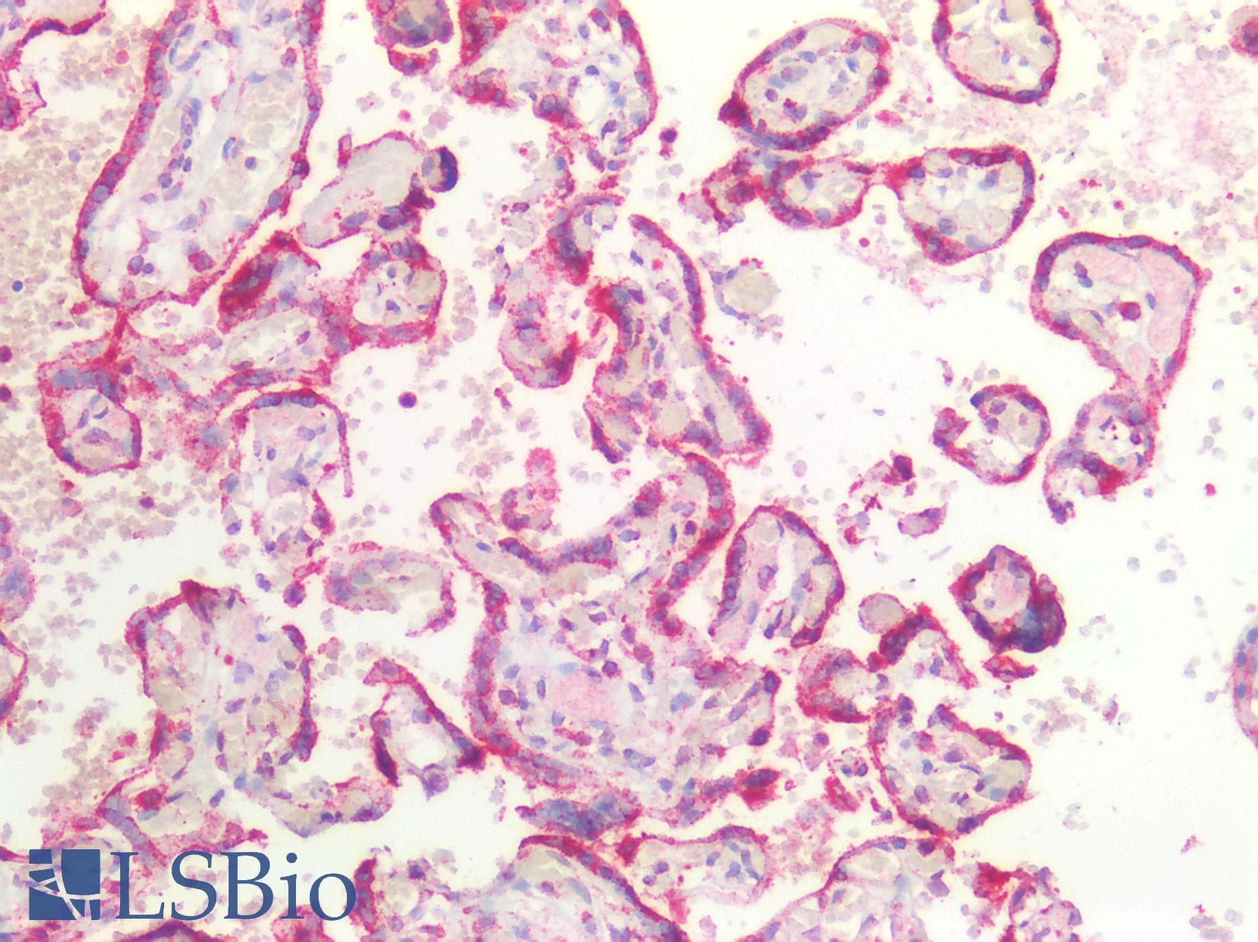 CANX / Calnexin Antibody