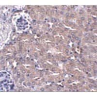 UBQLN4 Antibody
