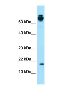 PRH2 Antibody (aa74-123)