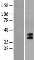 Human HTR1B / 5-HT1B Receptor Protein (Over-Expression Lysate Myc-DDK (Flag))