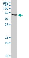 Monoclonal Mouse anti-Human PRMT3 Antibody (clone 3G4, WB)