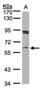 SCMH1 Antibody (aa29-285)