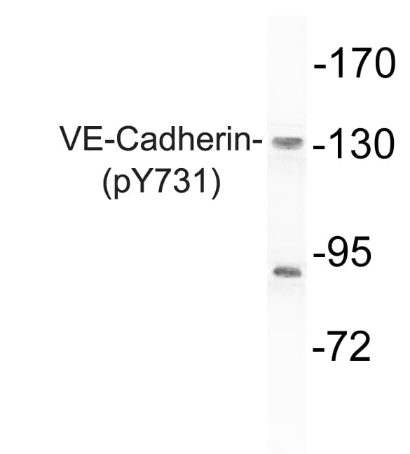 CD144 / CDH5 / VE Cadherin Antibody (phospho-Tyr731)