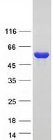 Human DDC / DOPA Decarboxylase Protein (Recombinant Myc-DDK (Flag))