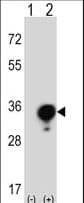 YWHAG / 14-3-3 Gamma Antibody (aa136-164)