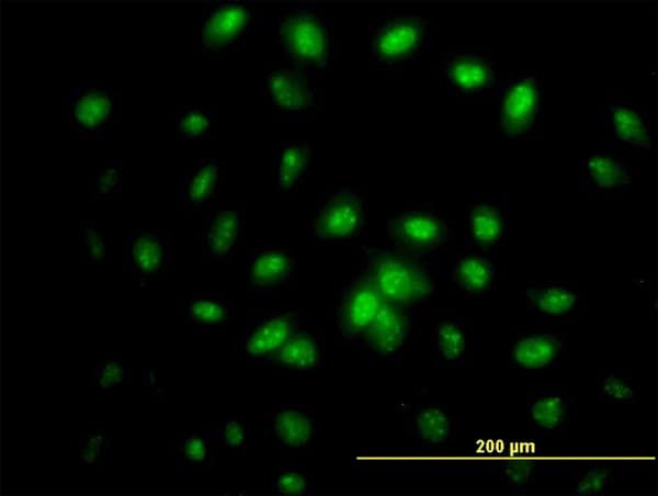 Monoclonal Mouse anti-Human IFRD2 Antibody (clone 1A4-1G1, IF, WB)