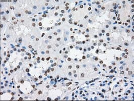CYPOR / POR Antibody (clone OTI5B3)