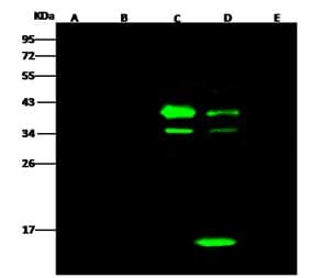 V5 Tag Antibody (clone 01, Preservative Free)