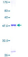 Human HIST1H2BN Protein (Recombinant GST)