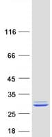 Human NME5 Protein (Recombinant Myc-DDK (Flag))
