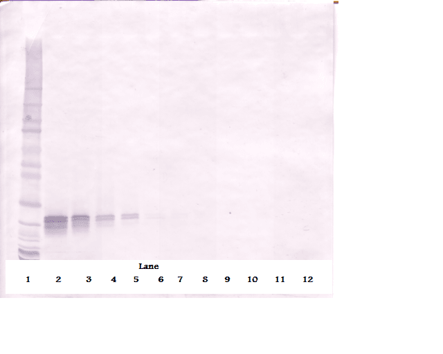Polyclonal Goat anti-Human FGF16 Antibody (WB)
