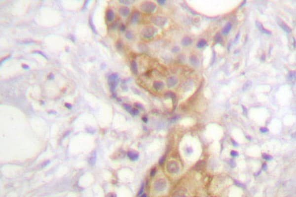 PRKCD / PKC-Delta Antibody (Gly499)