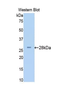 BDNF Antibody (aa20-252)