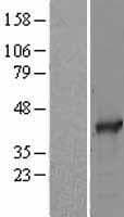 SAE1 Protein (Over-Expression Lysate Myc-DDK (Flag))