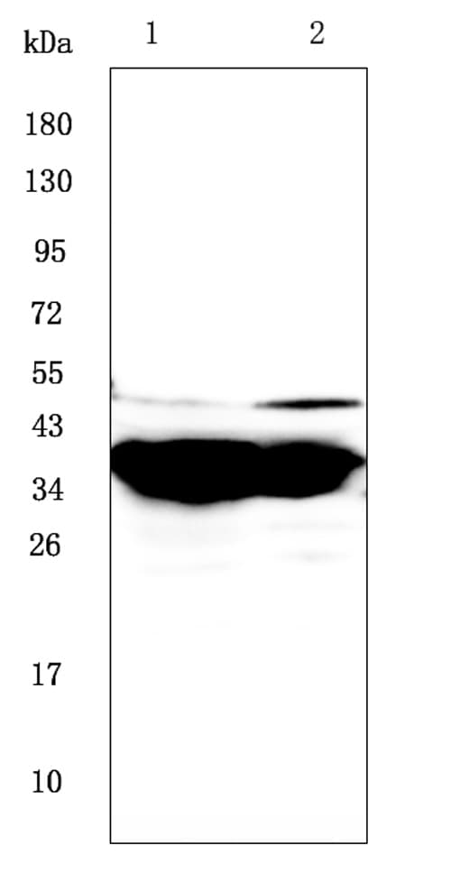 GALE / UDP-Glucose 4-Epimerase Antibody
