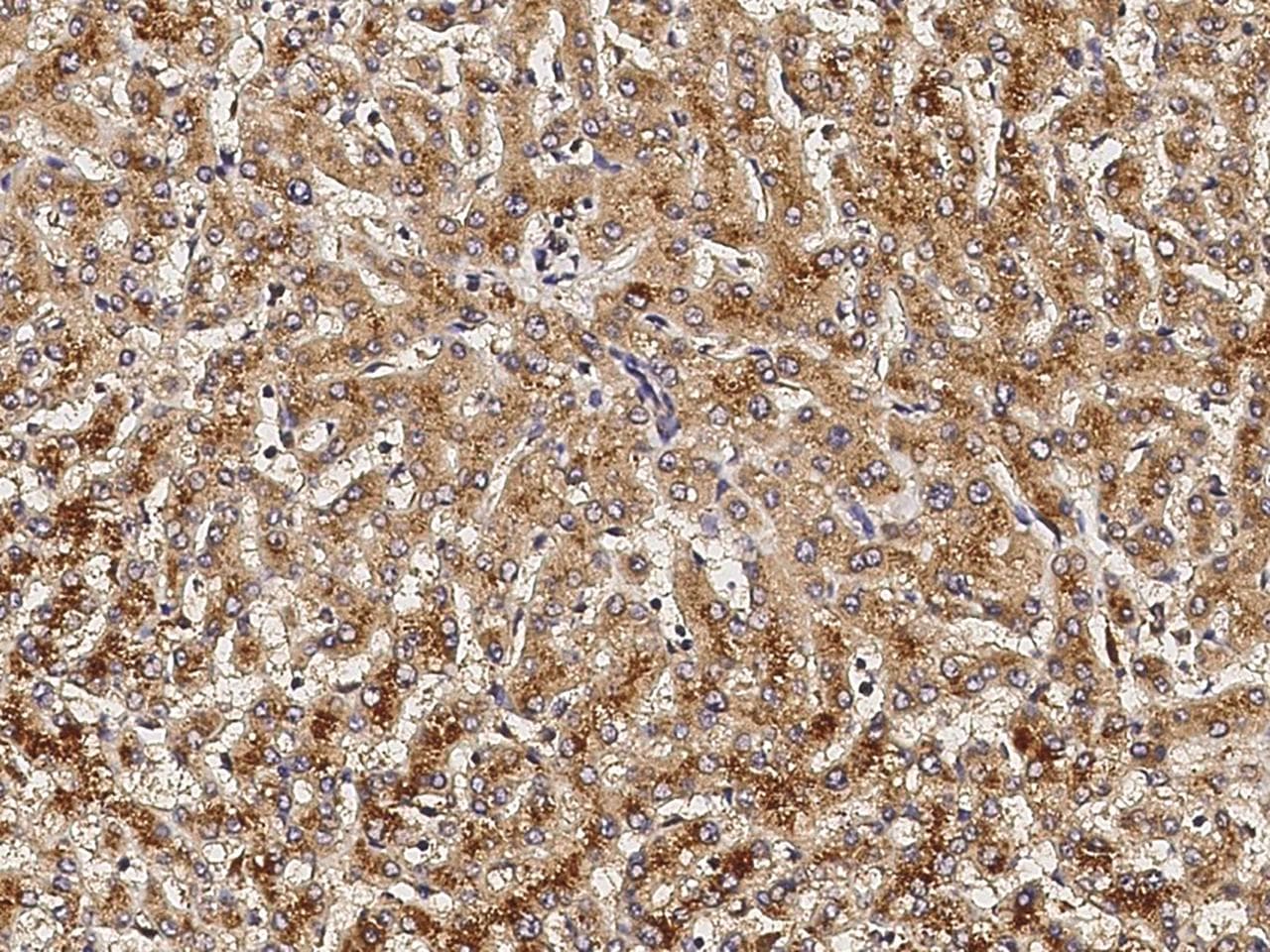 VEGFA / VEGF Antibody (clone 12, Preservative Free)
