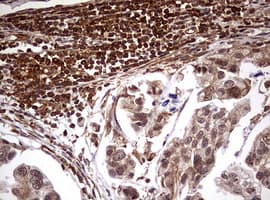 USP44 Antibody (aa420-712, clone OTI1A9)
