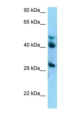 BRCC45 / BRE Antibody (C-Terminus)