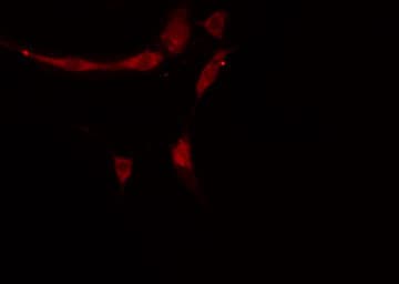 APOA1BP Antibody