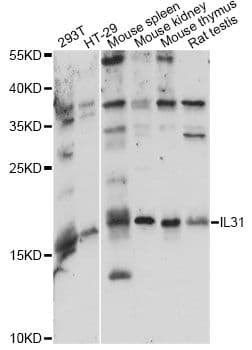 IL31 Antibody