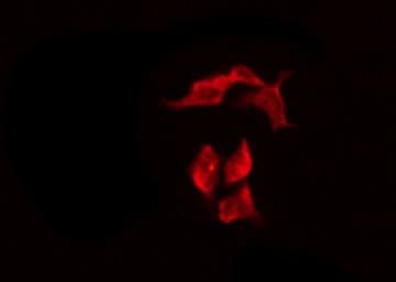 OR8G1 Antibody