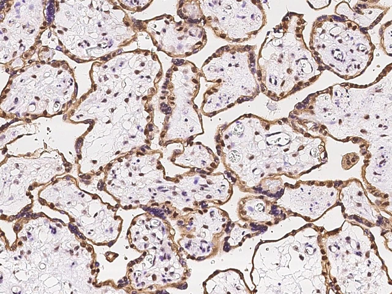 HEXIM1 Antibody