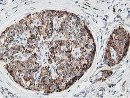 SSR1 Antibody (clone OTI4H6, Carrier-free)