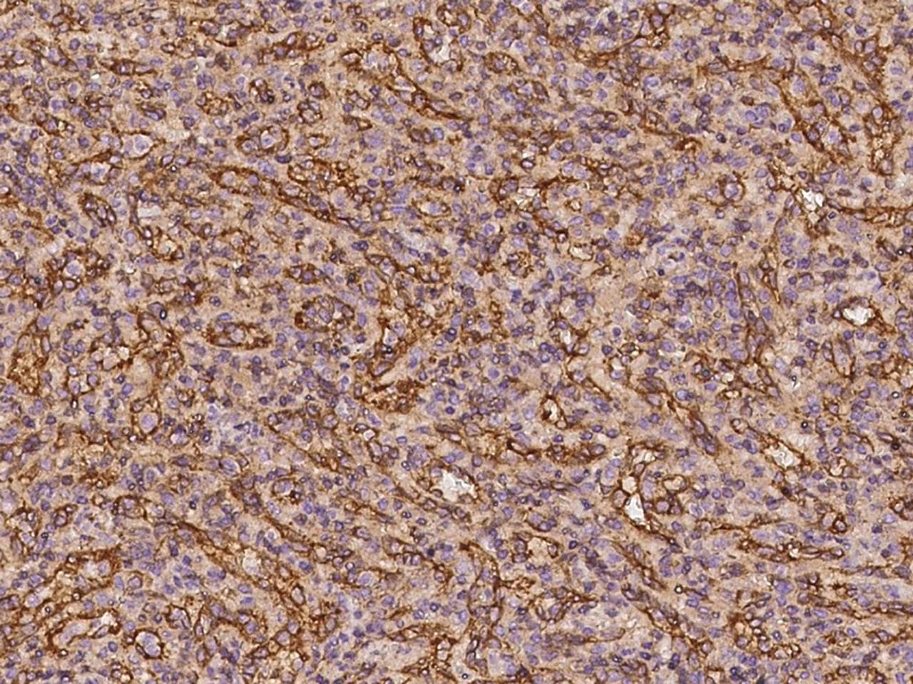 BTN3A3 Antibody