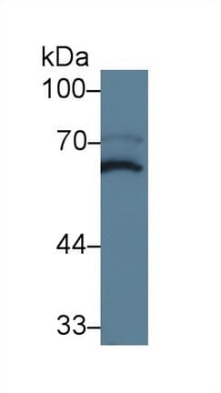MPP2 Antibody (aa3-214)