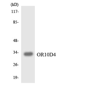 OR10D4P Antibody