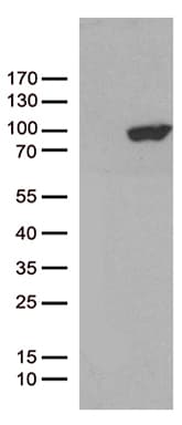PCDHB8 Antibody (aa29-418, clone OTI1E1)