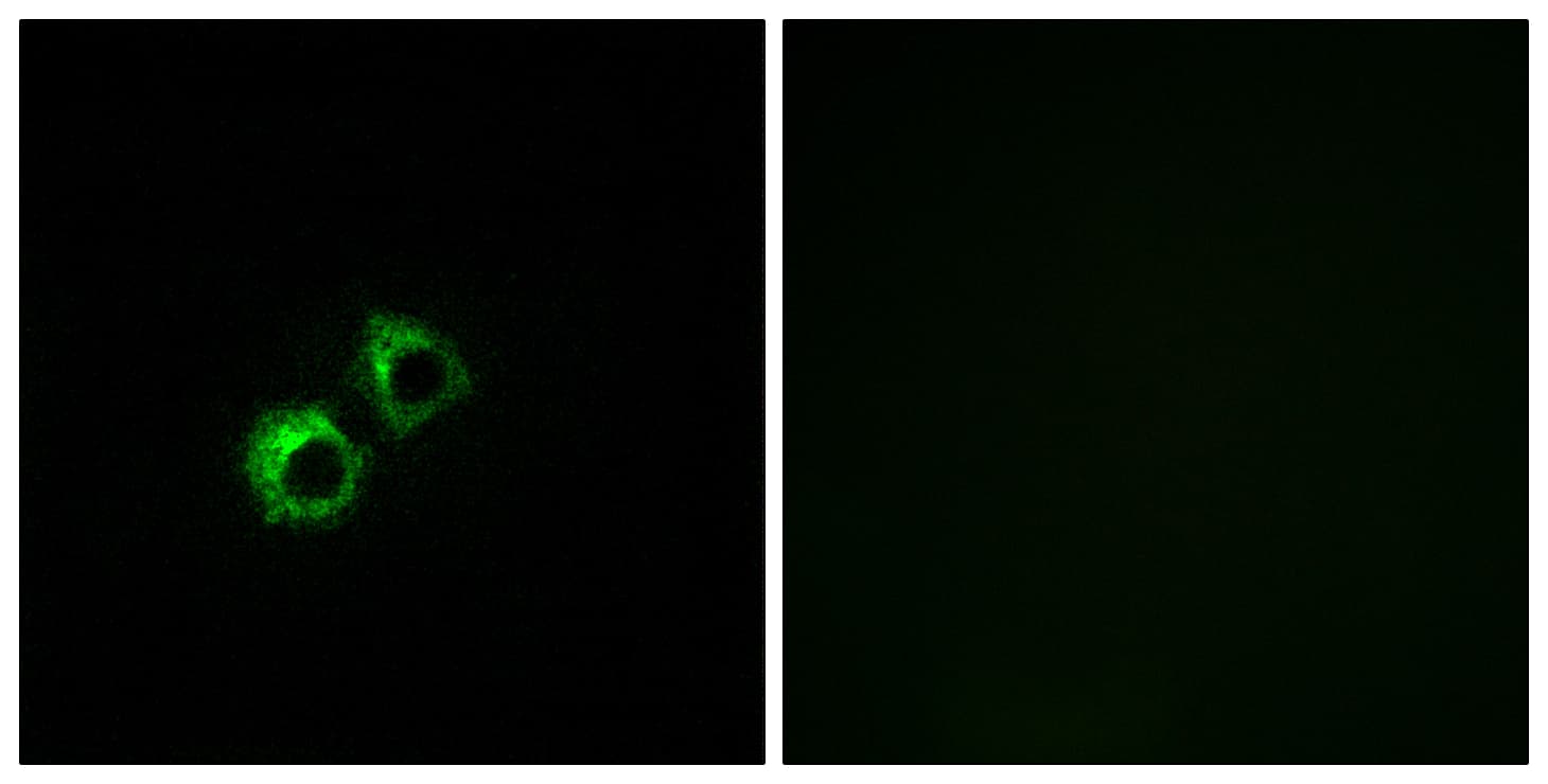 MRPS21 Antibody (aa38-87)