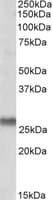 IHC-plus™ SNAP23 / SNAP-23 Antibody (aa130-139)