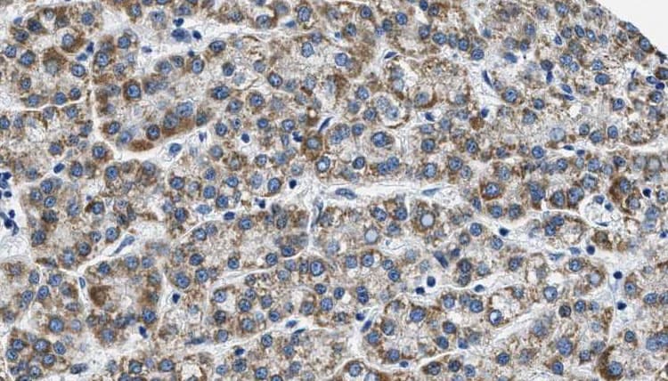 GPR37L1 Antibody