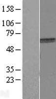 SP32 / ACRBP Protein (Over-Expression Lysate Myc-DDK (Flag))