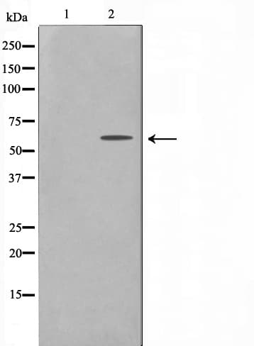 ZNF682 Antibody