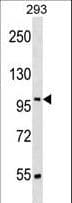 SRRT / ARS2 Antibody (aa54-81)