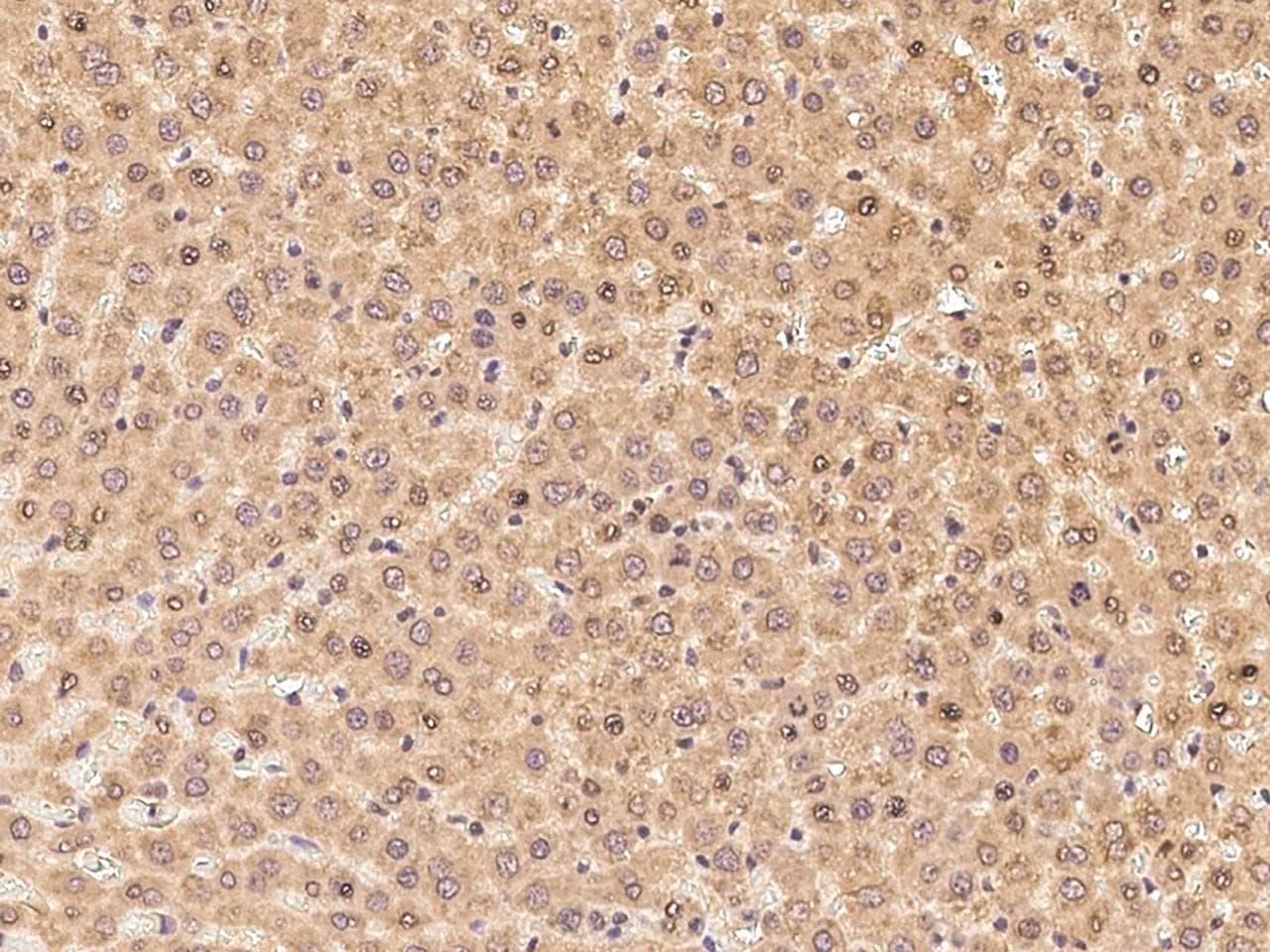 SIGIRR Antibody (Preservative Free)
