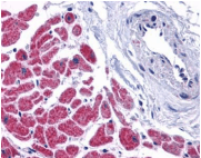 Polyclonal Rabbit anti-Mouse CASP12 / Caspase 12 Antibody (IHC, WB)