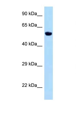 Zfp874b Antibody (aa301-350)