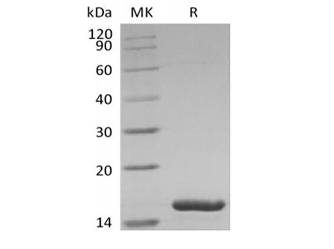 Human IL36A Protein (Recombinant)