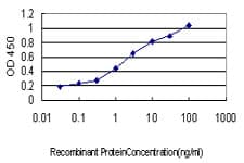 IRF1 / MAR Antibody (clone 2E4)